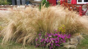 A garden bed with tall grasses and purple flowers. - Breton house 2 bedrooms bathroom / living room / kitchen (Ploezal)
