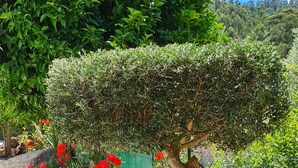 A well-maintained garden with a neatly trimmed topiary, a bench, and a variety of plants. - Beautiful detached villa with private pool, FibreWi-fi, garden, games room & BBQ (Souto)