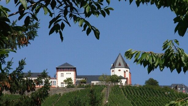 Un vignoble avec des rangées de vignes et un grand bâtiment doté d’une tour.
