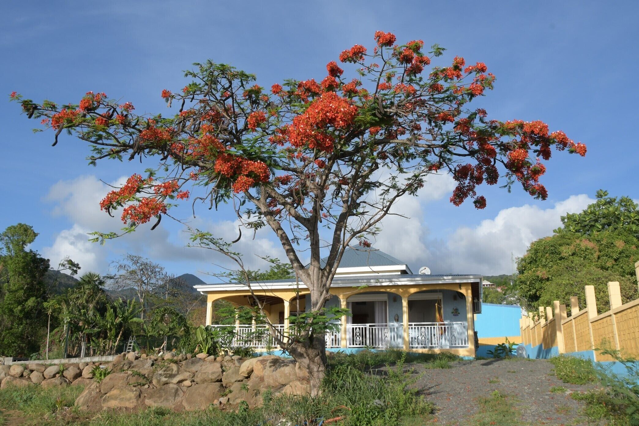 A house with a porch, surrounded by a stone wall and a large tree with red flowers.