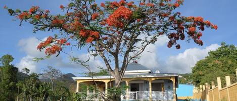A house with a porch, surrounded by a stone wall and a large tree with red flowers.