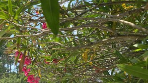 Una piscina con superficie d'acqua cristallina e azzurra, circondata da rigogliosa vegetazione e un giardino curato.