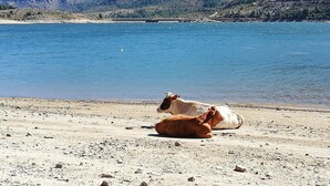 A beach with two cows lying on the sand, a clear blue lake, and mountains in the background. - Corsican house perfect for hot weather between Monte Cinto and Calacuccia Lake  (LOZZI)