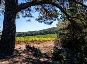 A vineyard with rows of grapevines and a large tree in the foreground.