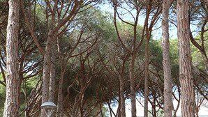 A pathway lined with tall trees, leading to a building with a white facade and green shutters. - 5 minutes from the beach, a charming apartment in a beautiful residence.... (CALELLA DE PALAFRUGELL)