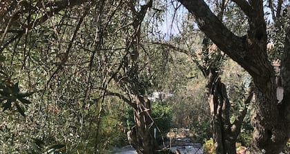Villa with swimming pool in a property planted with century-old olive trees