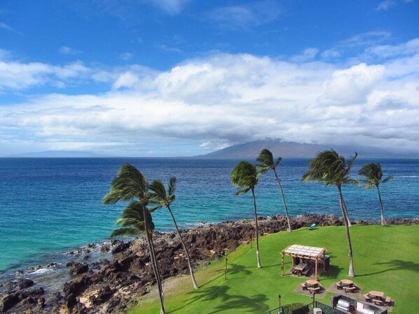 A coastal view with a grassy area, palm trees, and a rocky shoreline.