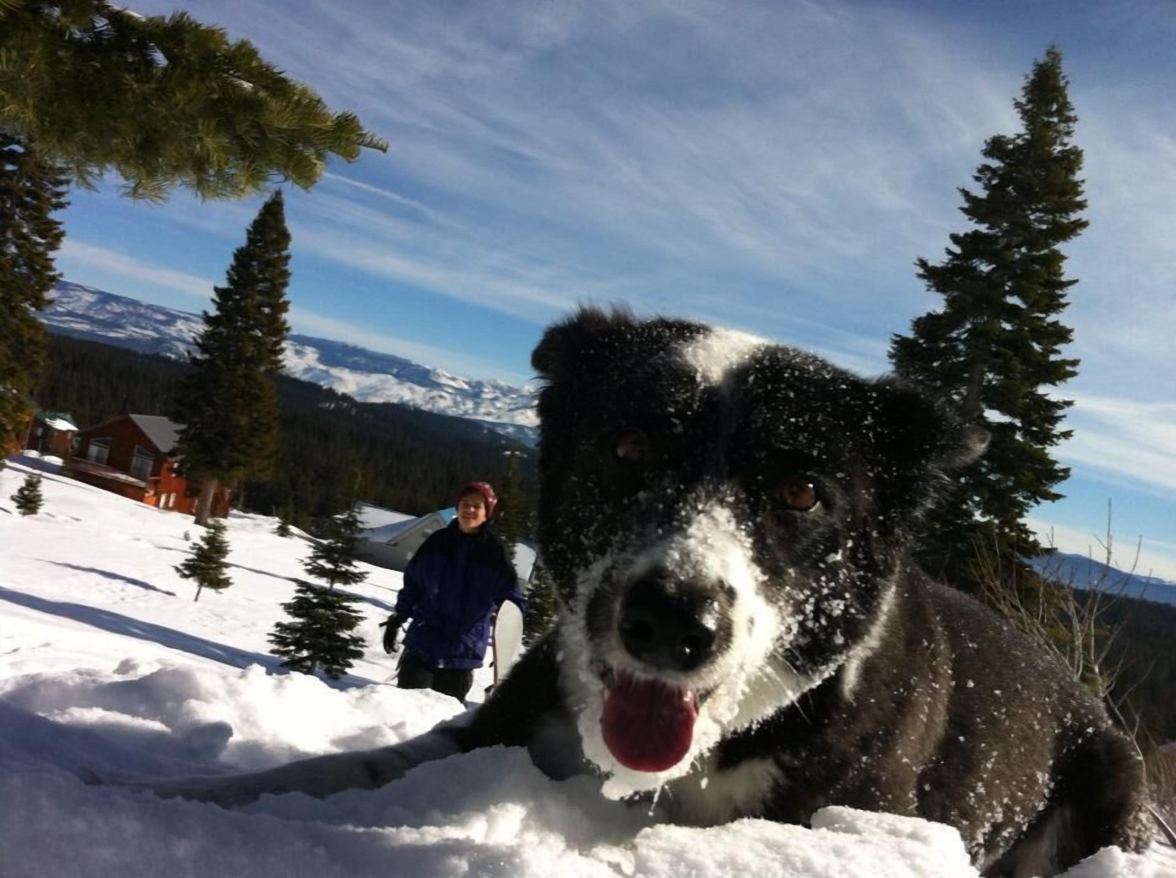 A snowy landscape with a dog, a person, and a cabin in the background.