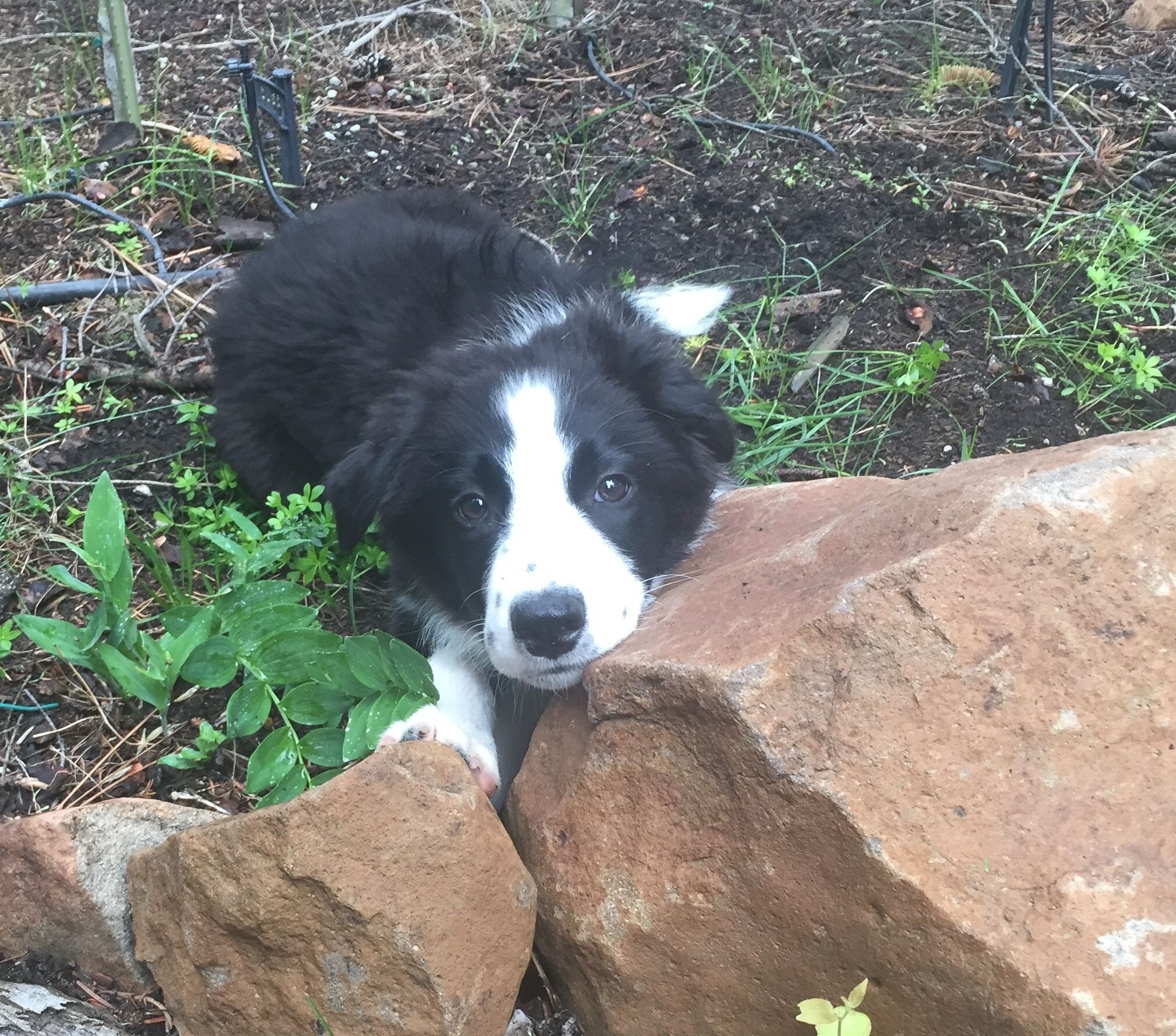Un perro blanco y negro asomándose sobre una roca en un jardín.
