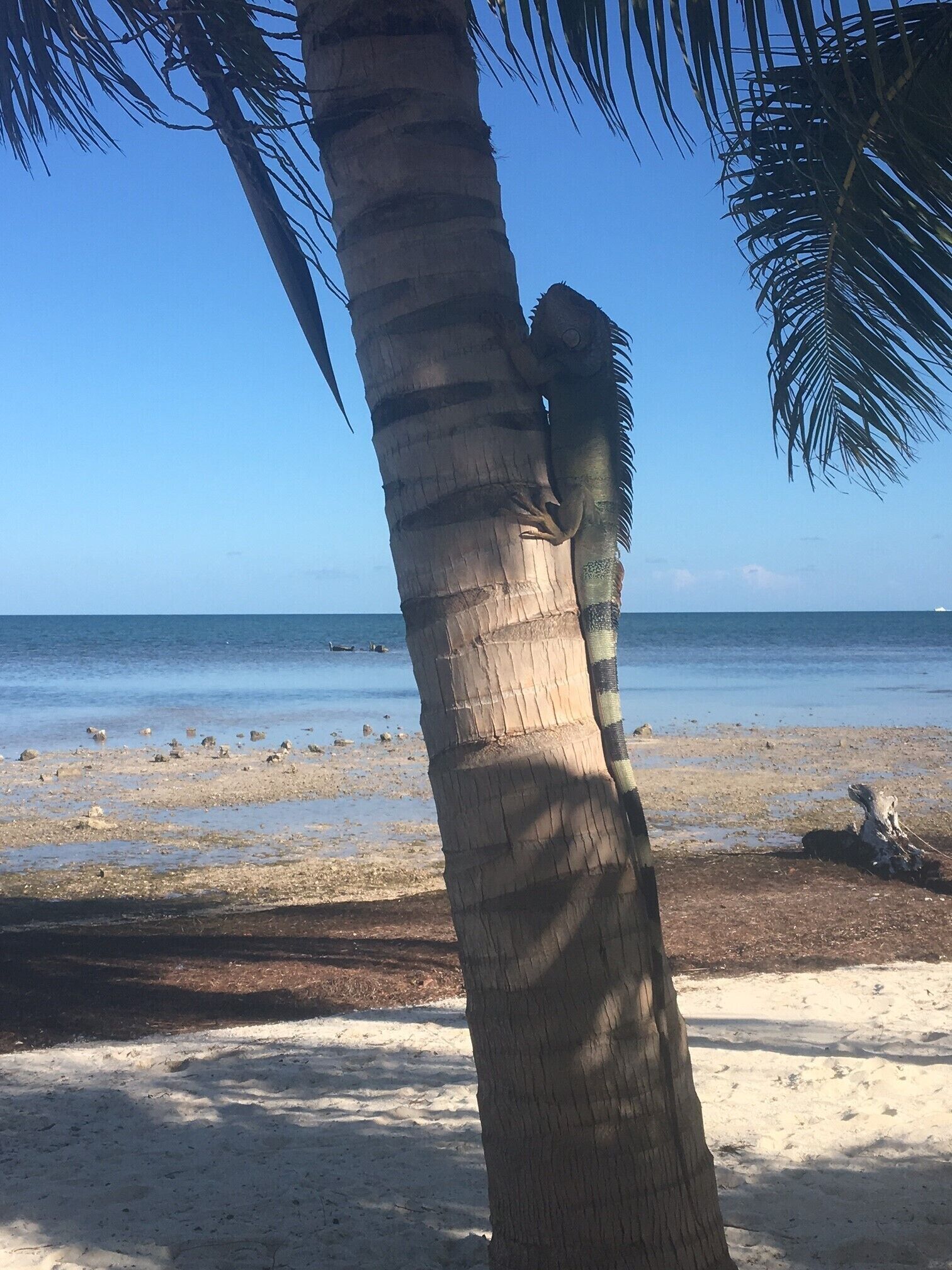 16 Best LongTerm Rentals In Florida Keys, Florida Updated Trip101