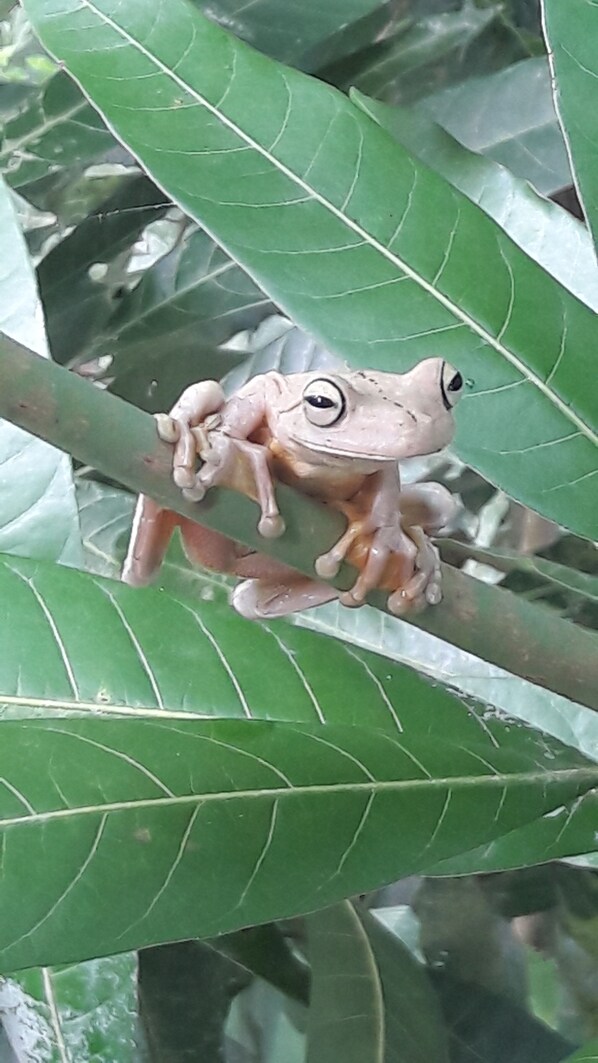 A frog on a green leaf.