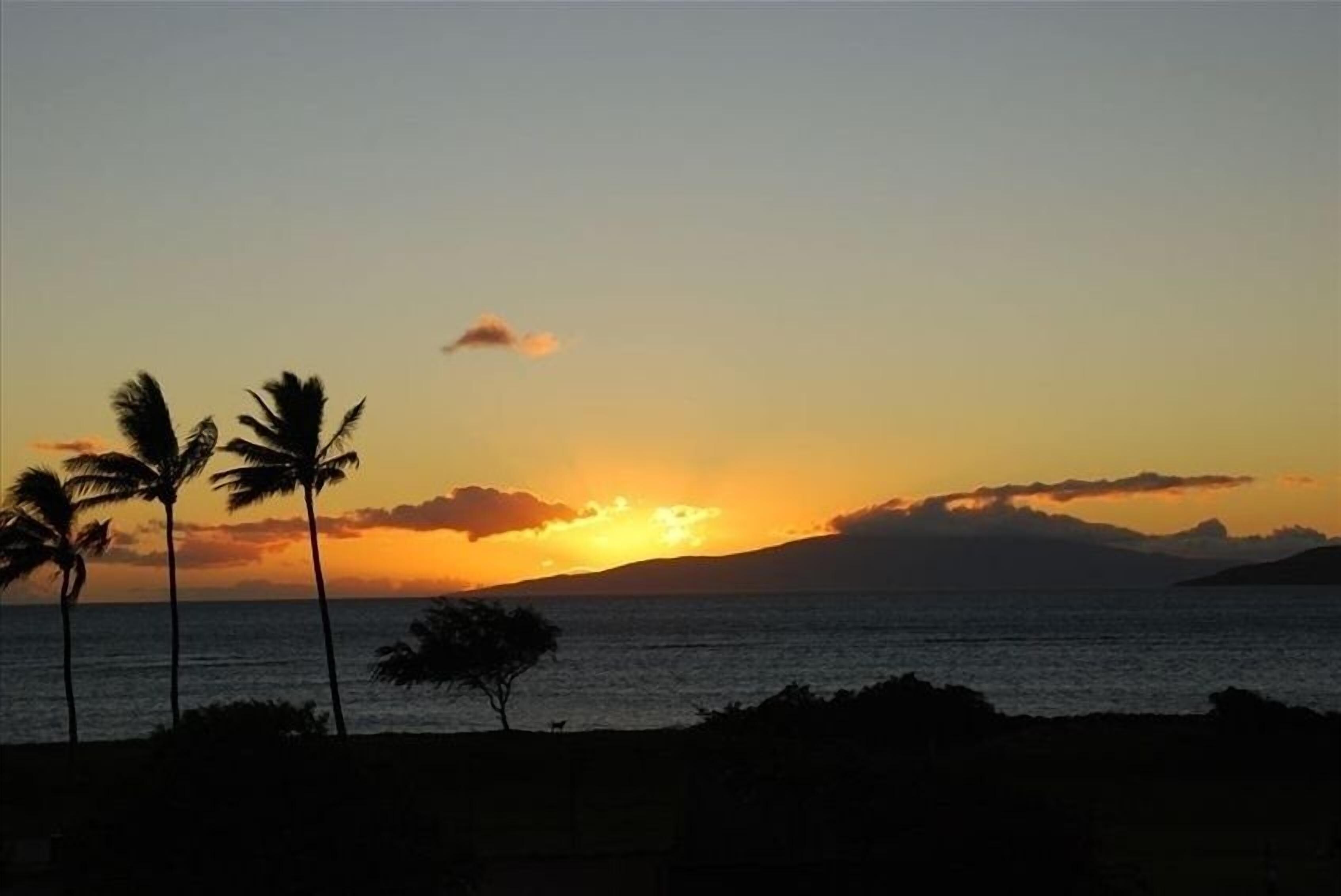 A sunset over a beach with palm trees silhouetted against the sky.