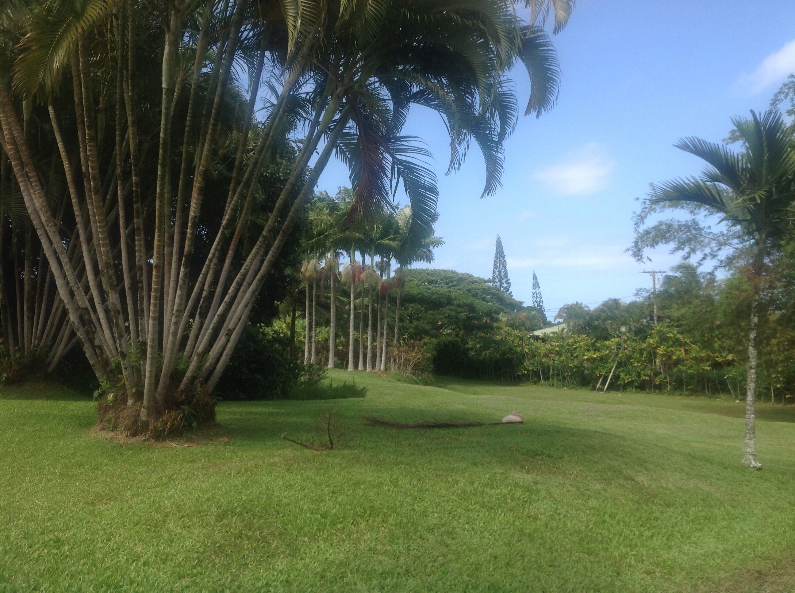 A lush green lawn with tall palm trees and dense foliage in the background.