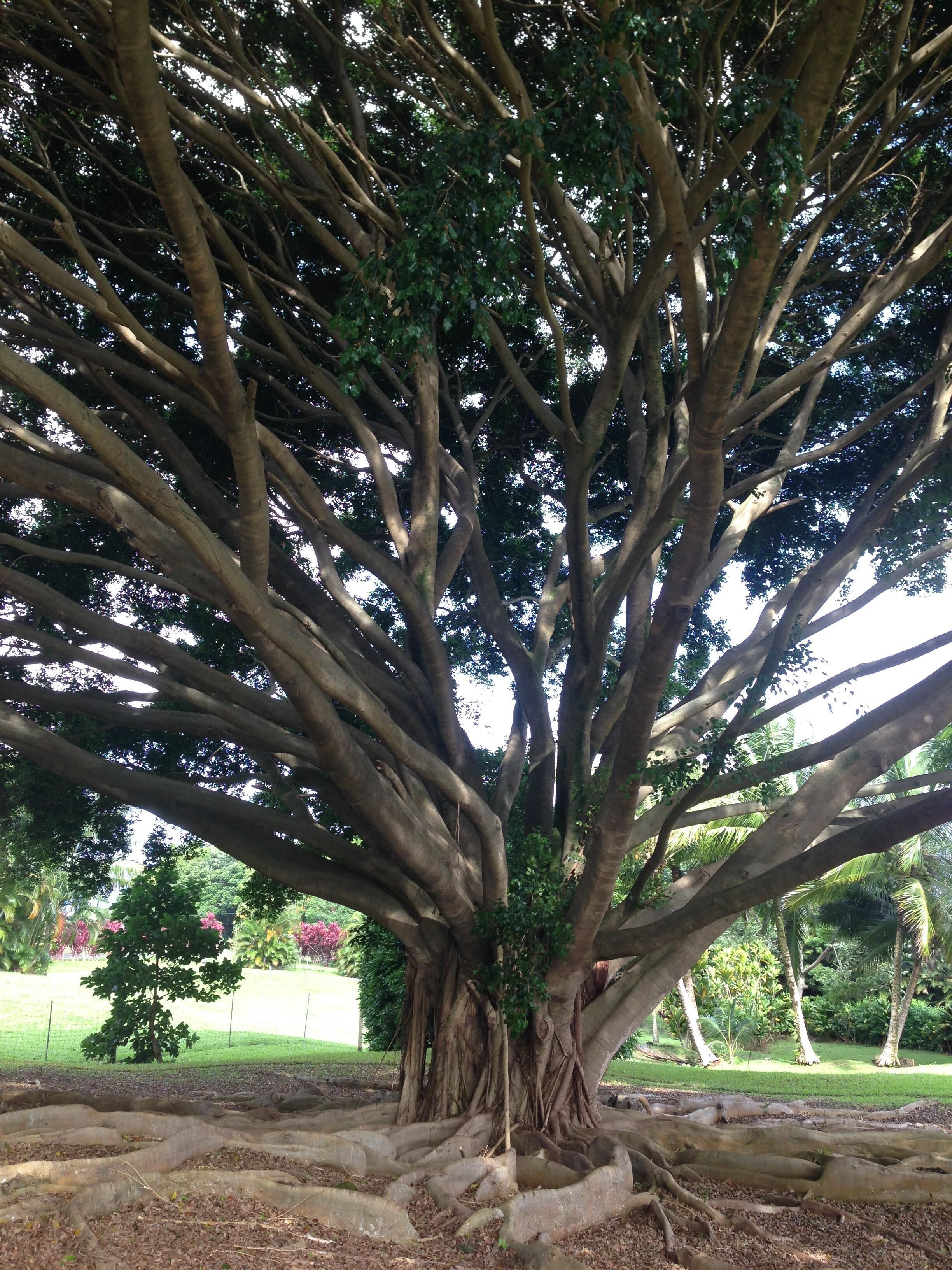 A large tree with extensive root system visible in a landscaped area.