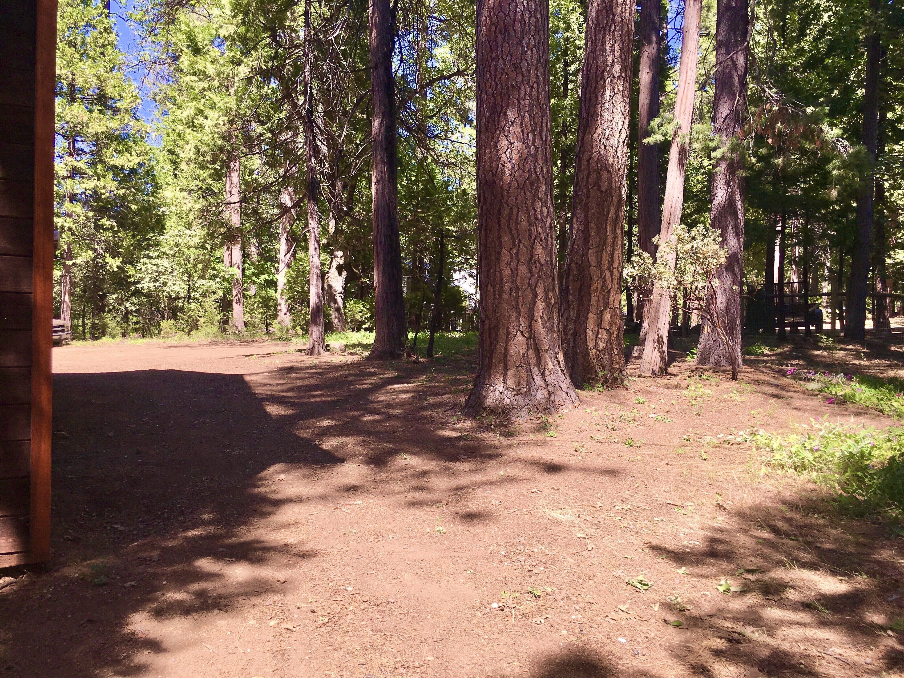 A forested campground with tall trees, a dirt path, and a wooden structure.