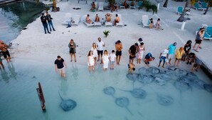 A group of people standing in shallow water with large stingrays. -  Bayblue Suite1  (Caye Caulker)