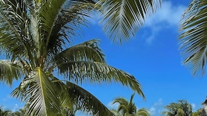A sandy beach with palm trees and a clear blue sky. -  Bayblue Suite1  (Caye Caulker)