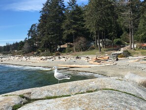A coastal area with a rocky shoreline, a seagull, and dense forest in the background. - Fun Suite between two waters (Sechelt)