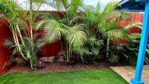 A garden with various tropical plants, a red wall, and a blue structure. - Slice of Heaven Studio (Waialua)