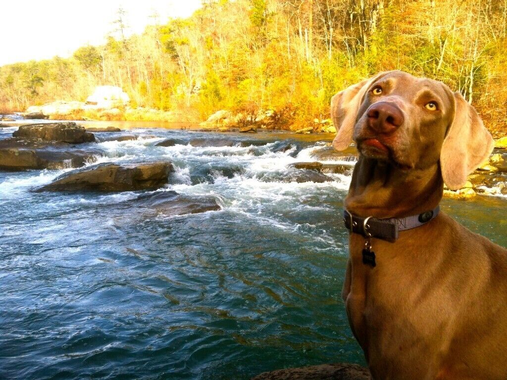2BR/2Bath1800's Original Secluded Romantic River Mountain Cabin Therapy Hottub