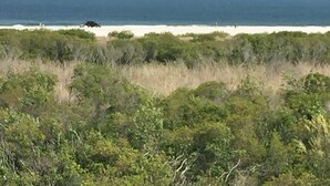 Una playa con vegetación densa en primer plano y una vista despejada del océano.