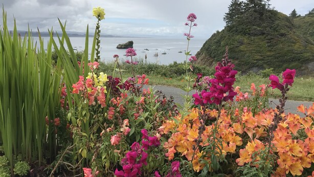 A garden with various flowers and a view of the sea.