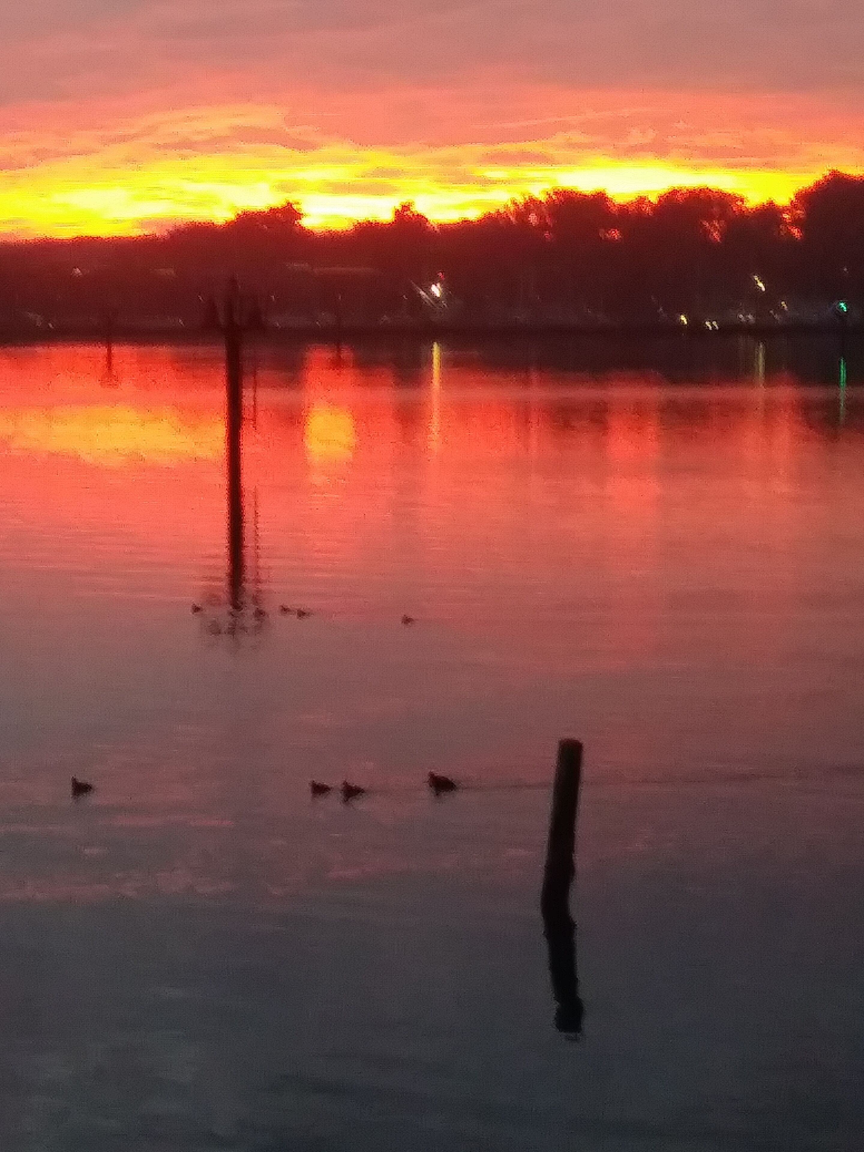 Un lac paisible au coucher du soleil, avec un seul arbre au premier plan et une rive lointaine.