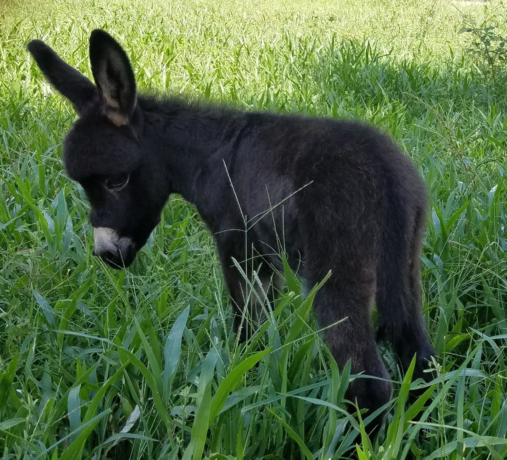 Un burro negro de pie en un campo con hierba.