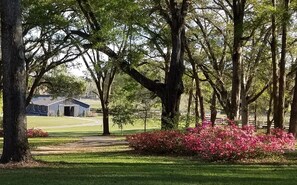 Property grounds - "COWBOY COTTAGE" 4-bedroom Home on Gated Horse Farm (Citra)