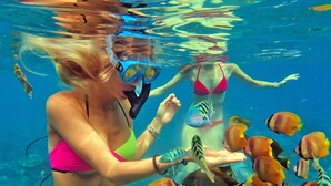 A person snorkeling underwater with fish. - Butterfly Bungalows (Penida Island)