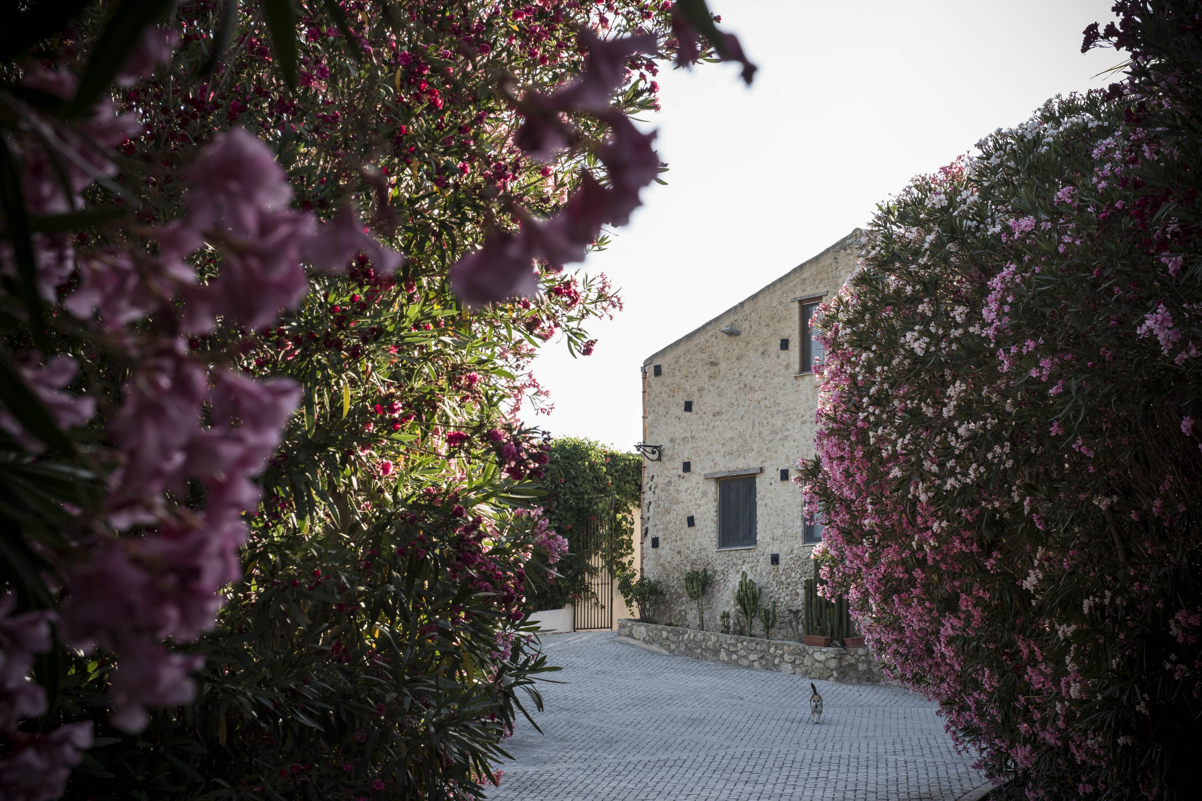 A courtyard with a stone building, surrounded by flowering plants.