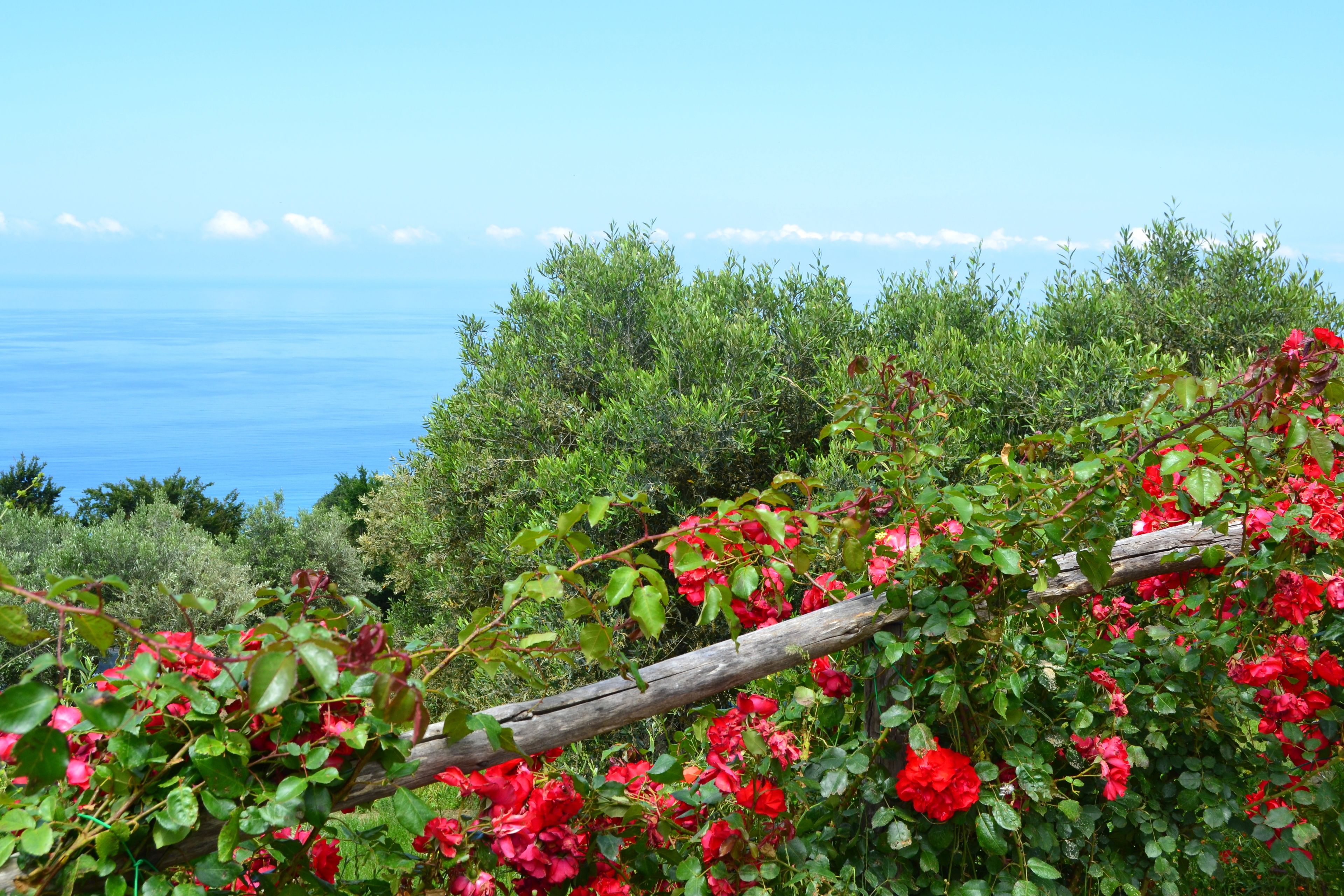 Un jardin avec des fleurs rouges et une vue sur l’océan.