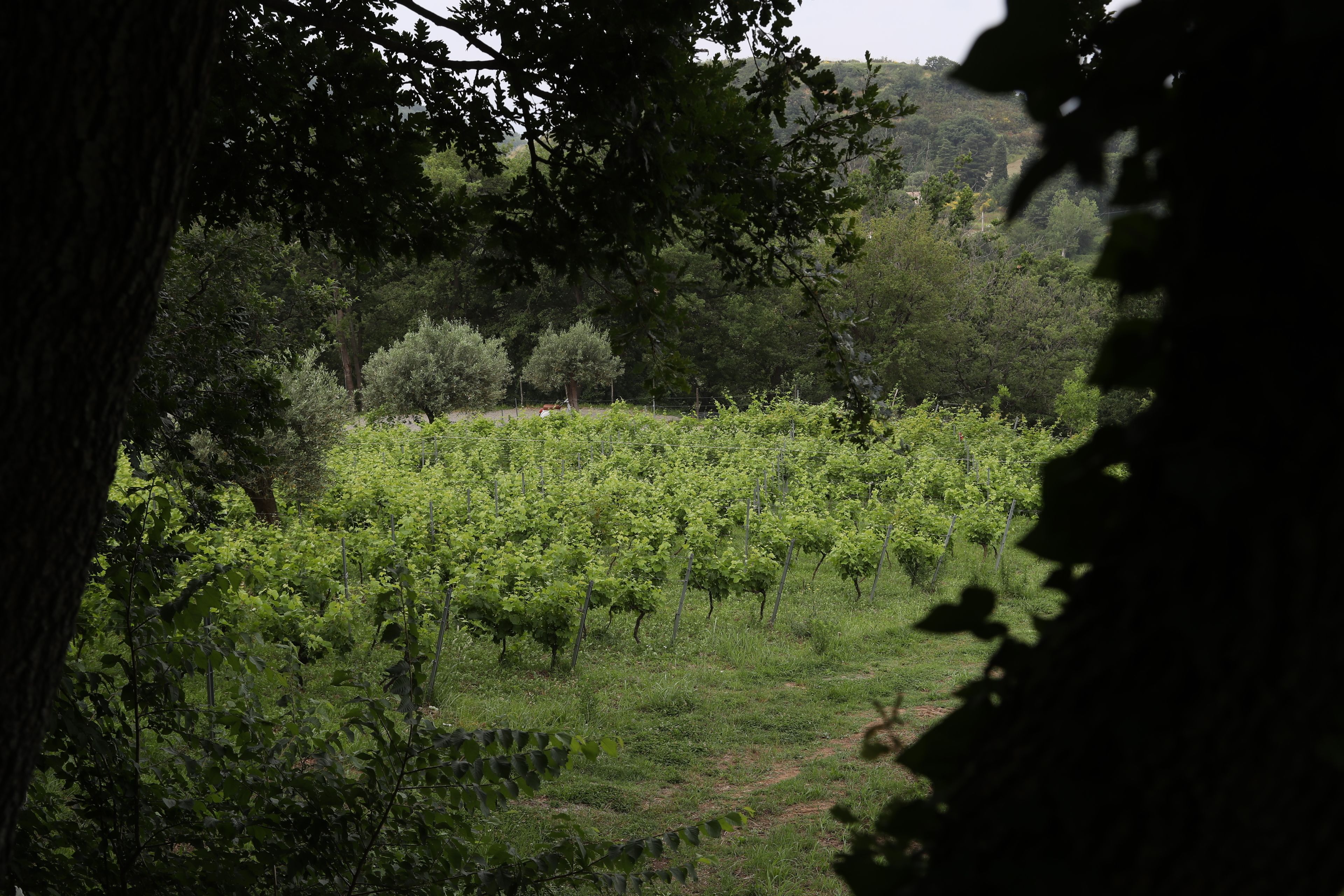 Un vigneto con file di viti, circondato da alberi e vegetazione.