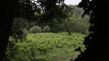 Un vigneto con file di viti, circondato da alberi e vegetazione.