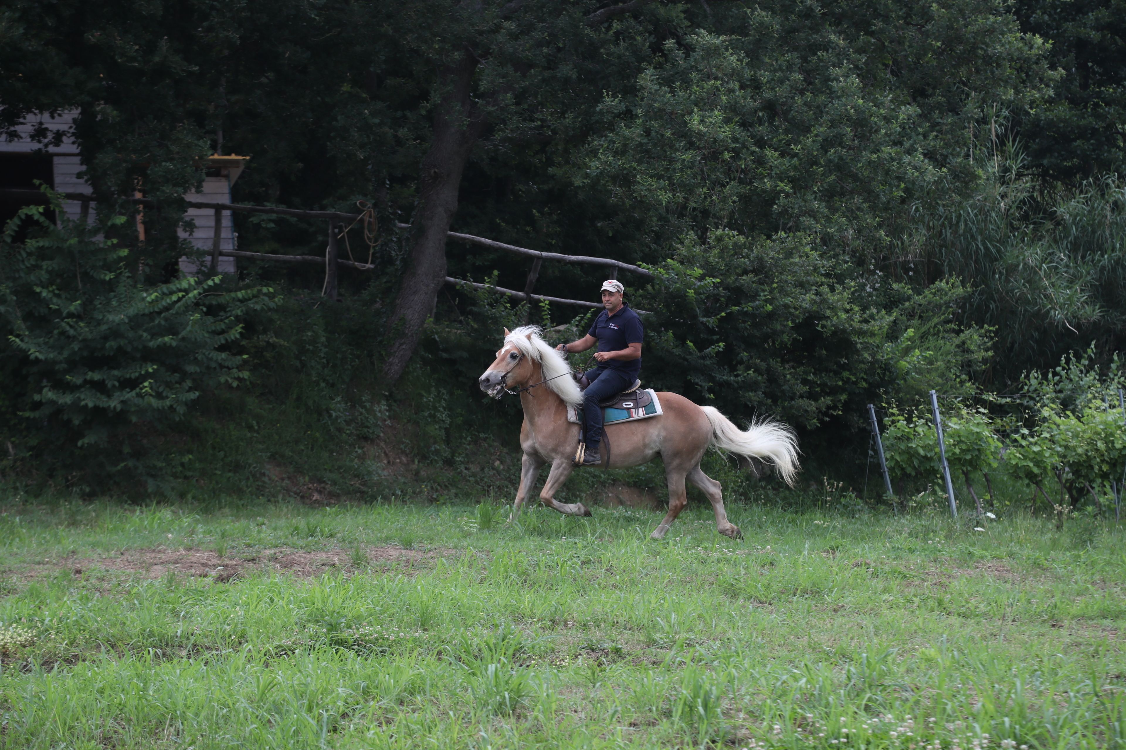 Une personne à cheval dans un espace herbeux, avec des arbres en arrière-plan.