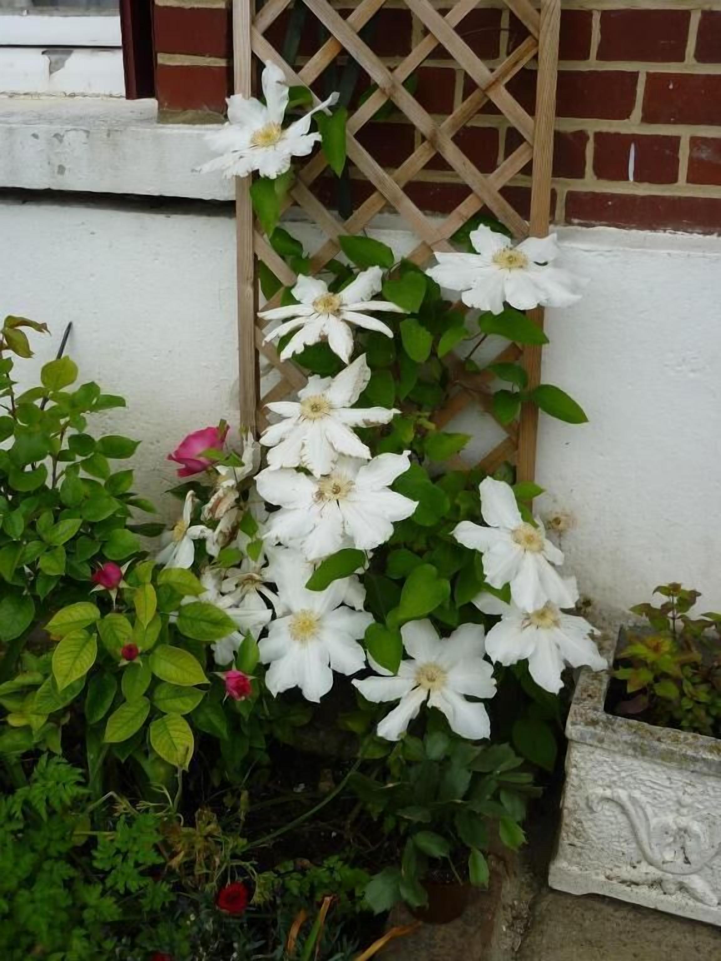Un jardin où des fleurs blanches grimpent le long d’une treille en bois adossée à un mur blanc.