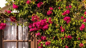 A window with white curtains and a brown frame, partially covered by vibrant pink flowers. - El Jardin De Su Merced B&B (Sucre)