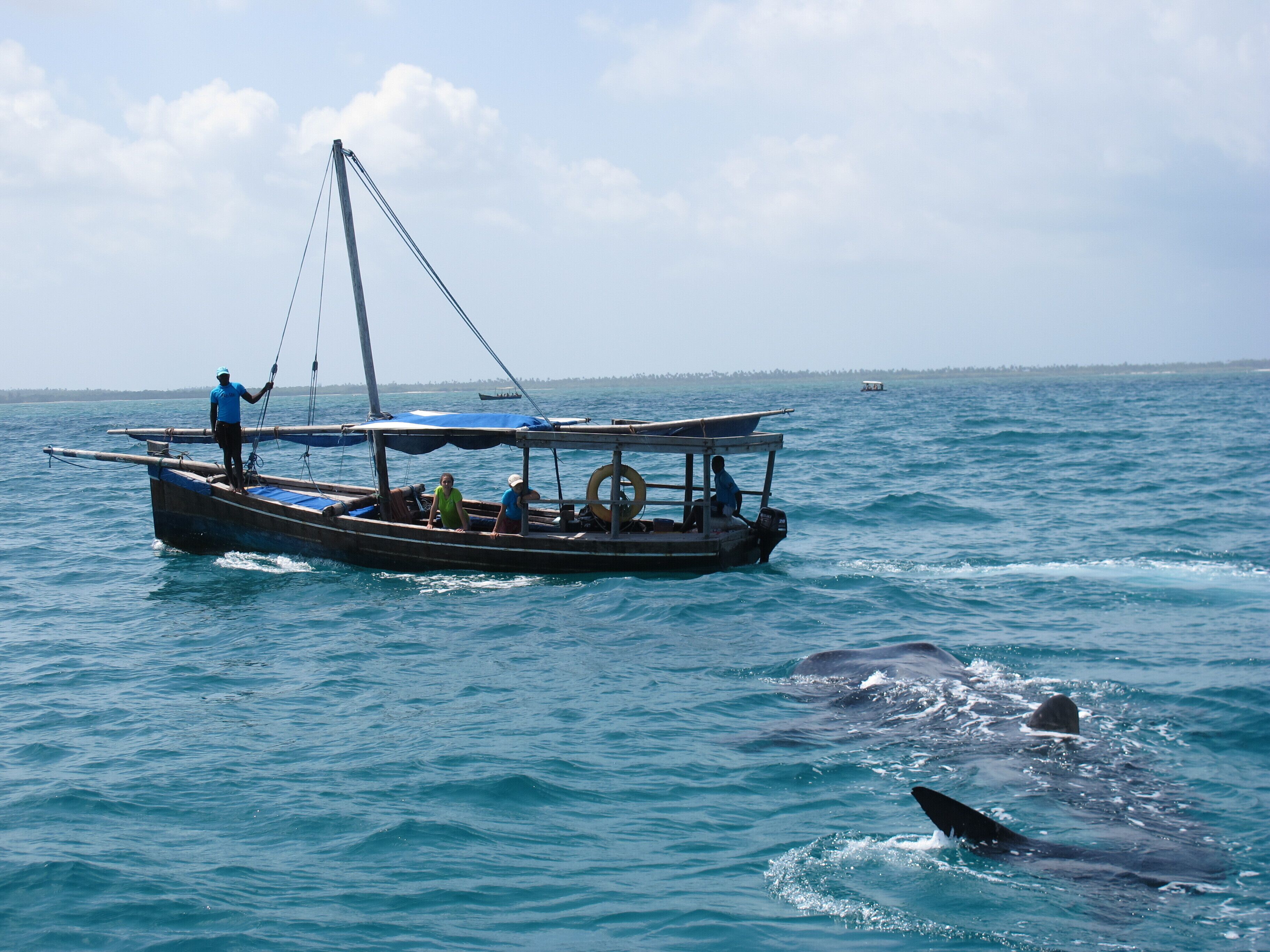 A boat with passengers and a dolphin swimming nearby.