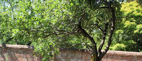 Un jardin avec un mur de briques, un arbre et un banc.