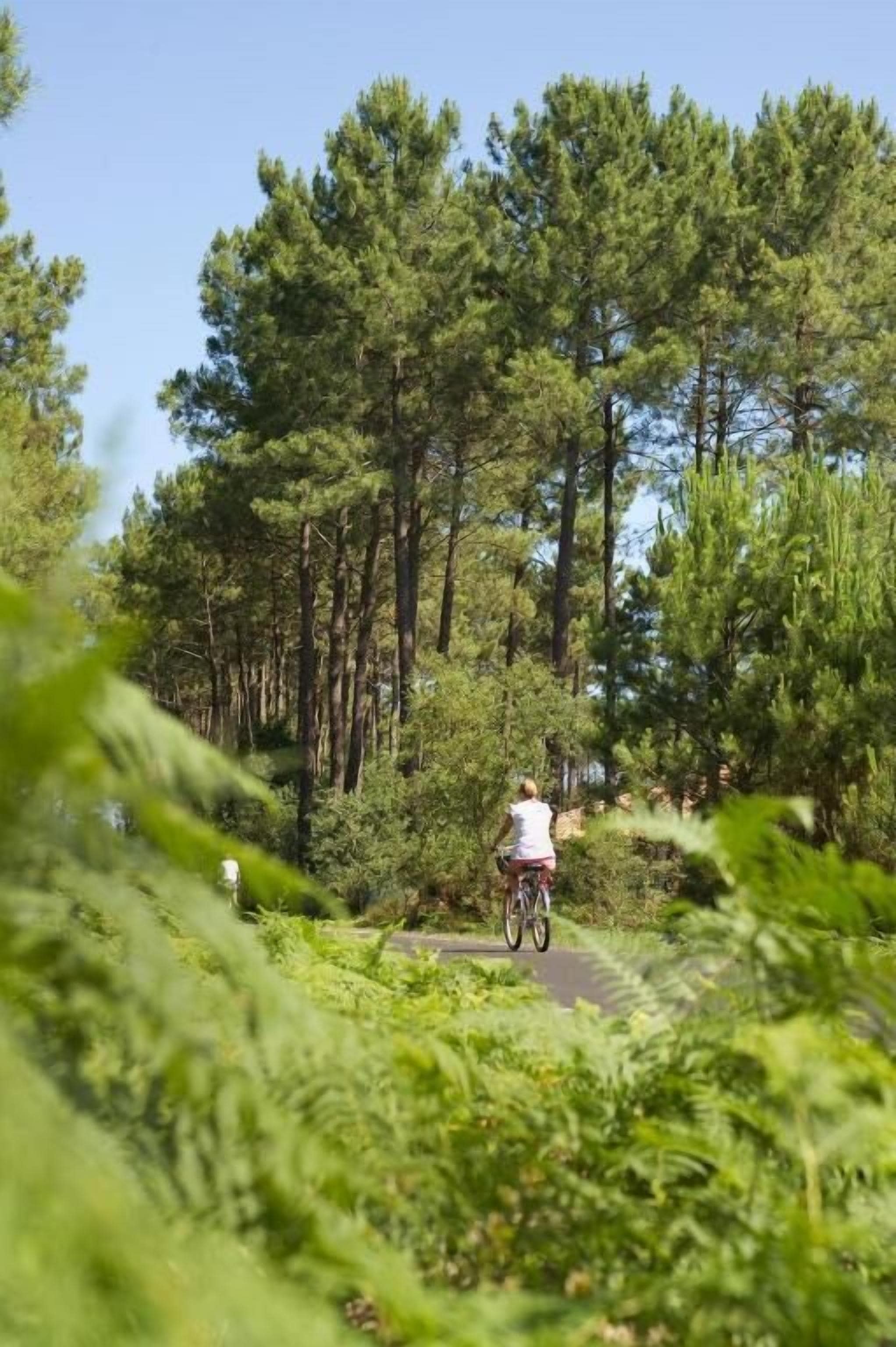 A forested area with a paved path and a person riding a bicycle.