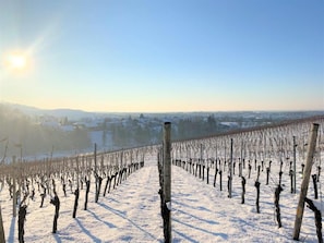A vineyard with rows of grapevines in a snowy landscape. - Gasthof Engel (Appenweier)
