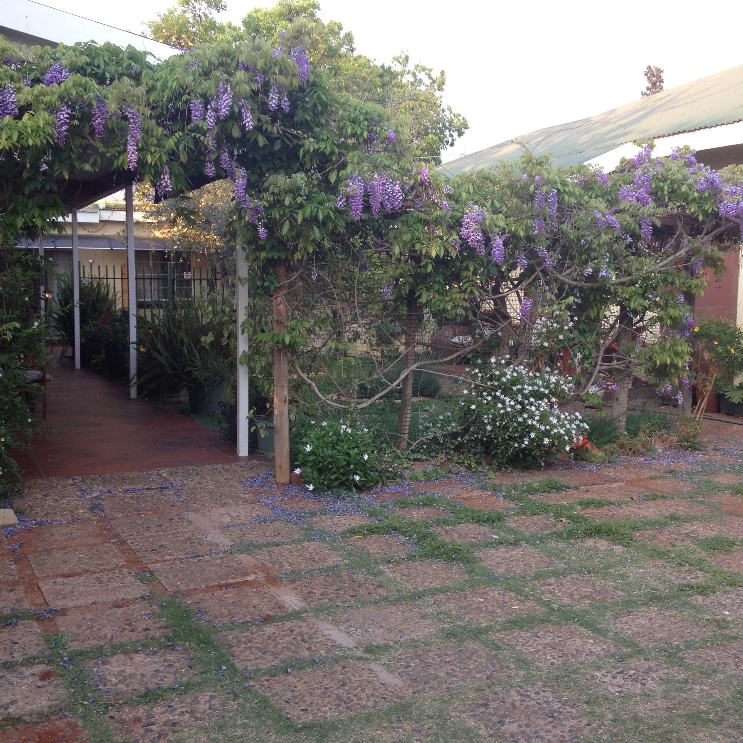 Un jardín con enredaderas moradas en flor, un sendero y un edificio al fondo.