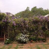 Um jardim com trepadeiras roxas e flores brancas, cercado por uma grade.