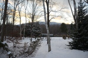 A snowy forest scene with birch trees and evergreen trees.
