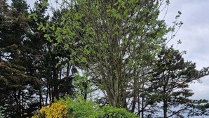 A garden with a variety of trees and shrubs, a dirt path, and a body of water in the background. - Small house by the sea (Plouha)