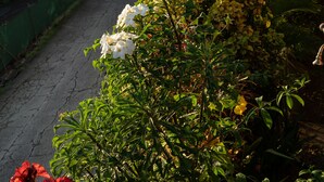 Un sendero bordeado de abundante vegetación y plantas en flor.