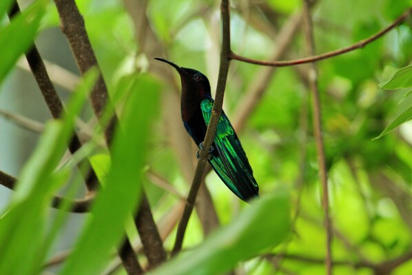 A bird perched on a branch surrounded by green foliage. - Beach house, sea view and jacuzzi (Pointe noire)