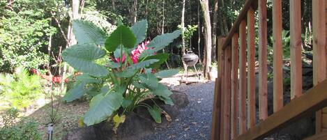 A wooden gate leading into a garden with a barbecue grill and large leafy plants.
