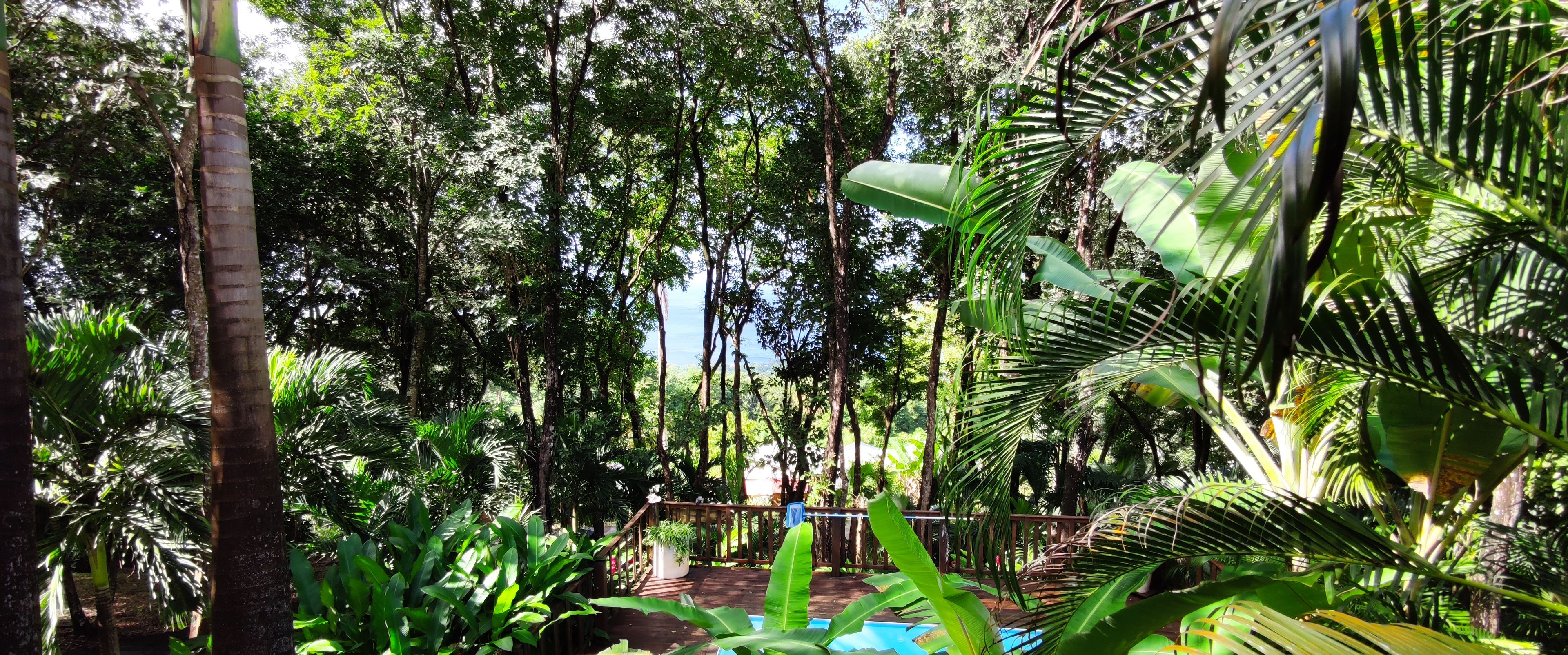 Ein üppiger Garten mit einer Holzterrasse und einem Pool.