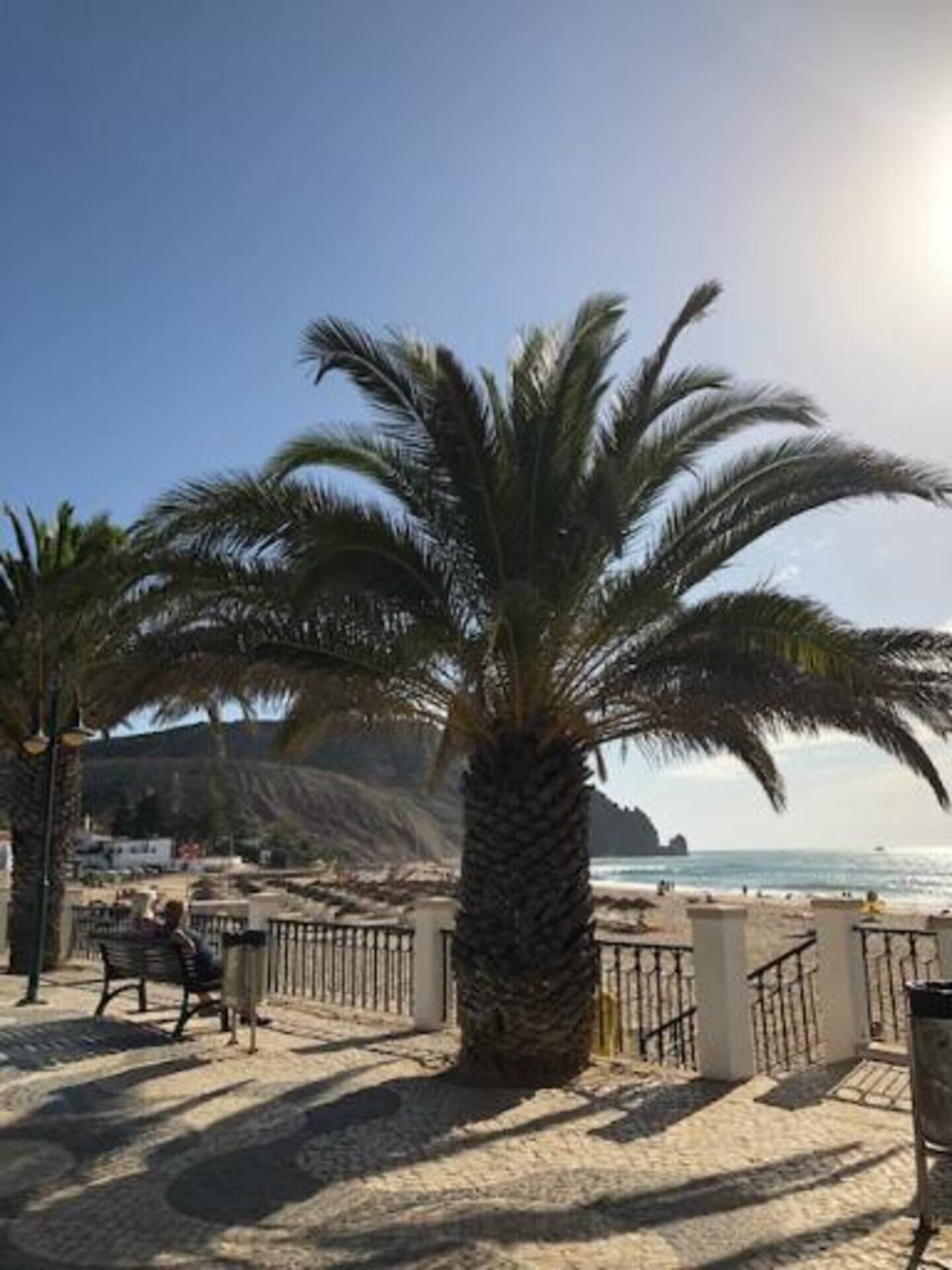 Une promenade en bord de mer, bordée de palmiers, avec des bancs et une vue dégagée sur la mer.